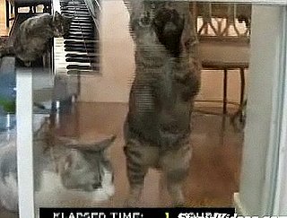 Cats Trapped Inside For 41 Hours