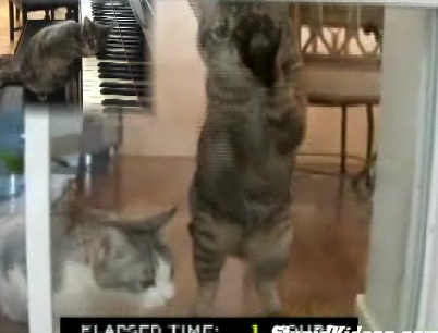 Cats Trapped Inside For 41 Hours