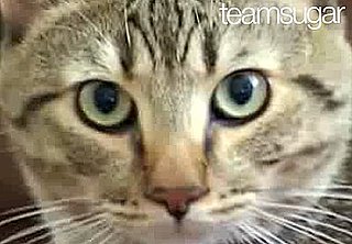 Happy Caturday!