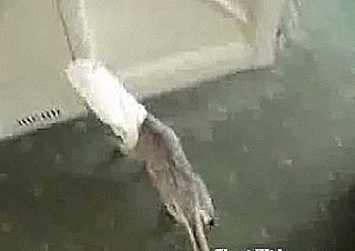 Cat Loves Bag