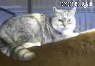 Cat Talks While Sitting in Sink