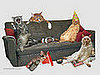 Drunk Cats: The Truth Can Now Be Told