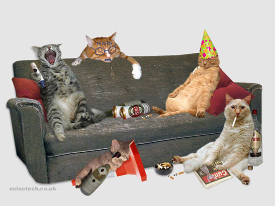 Drunk Cats: The Truth Can Now Be Told Drunk Cats: The Truth Can Now Be Told