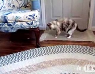 Xylophone Cat