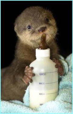 Cute Alert: Baby Otters