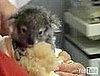 Cute Alert: Baby Koala Eatin' Some Eucalyptus