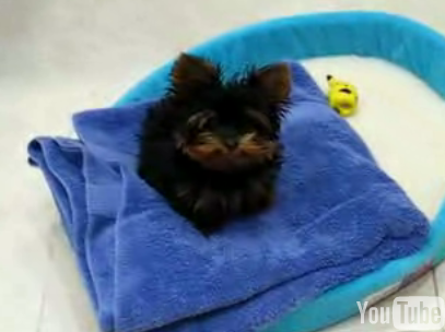 Cute Alert: Baby Yorkie Wants a Word With You
