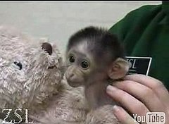 Cute Alert: White Naped Mangebay Baby Loves Her Teddy Bear