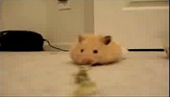 Hamster Eats Lots of Sunflower Seeds