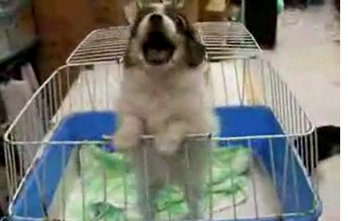 Cute Alert: Puppy Loves Elmo