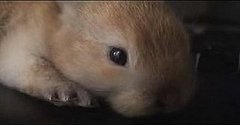 Cute Alert: Baby Bunny Cute Alert: Baby Bunny