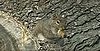 Squirrel Eating Ritz Crackers