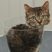 Cute Alert: Mr. Peebles, the One-Time World's Smallest Cat