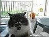 Crazy Cat Doesn't Want His Picture Taken