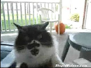 Crazy Cat Doesn't Want His Picture Taken