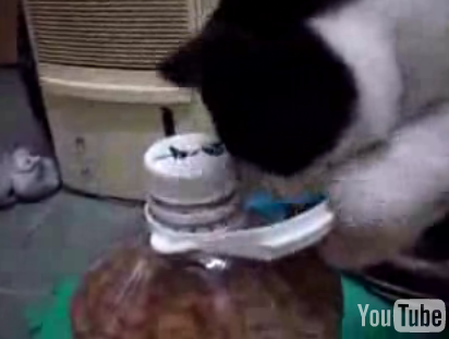 Cat Opens Jar