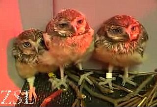 Cute Alert: Rescued Baby Owls