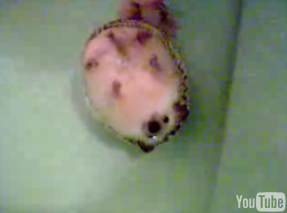 Cute Alert: Hedgehog in Bathtub Heaven