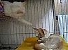 Cat Annoys Fennec Fox