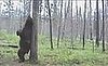 If a Bear Dances in the Forest...
