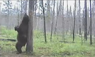 If a Bear Dances in the Forest...