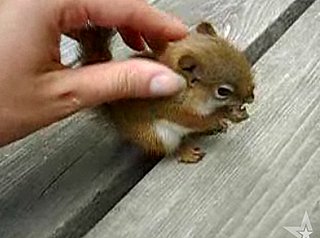 Cute Alert: Baby Squirrel Eating a Nut