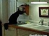 Cat Loves Paper Towels