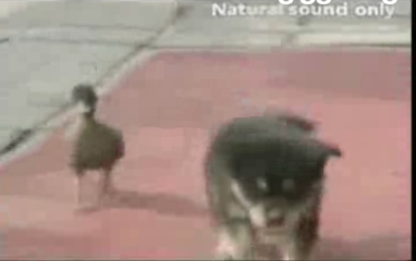 Cute Alert: Duckling Loves Doggie