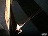 Bungee Jumper Screams Like a Baby