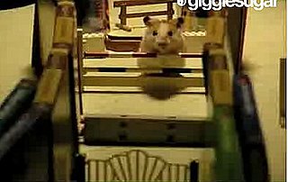 Hamster Jumps Hurdles