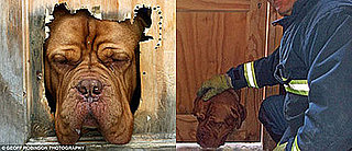 French Mastiff Gets Stuck in Cat Door