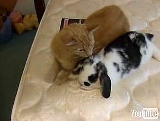 Cat and Rabbit Are Best Friends