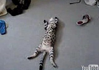 Cat Is Out Cold