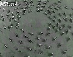 Flashback: Amazing Synchronized Motorcycles in Italy Flashback: Amazing Synchronized Motorcycles in Italy