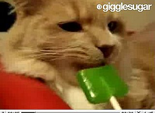 Cute Alert: Cat Loves His Lollipop