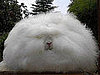 Pet Rabbit Credited With Saving Couple From Fire