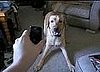 Dog Scared of Phone
