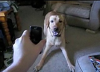 Dog Scared of Phone