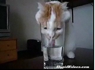Happy Caturday!