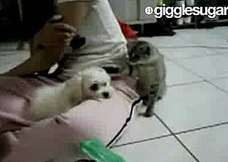 This Cat Is a Total Punkass