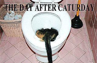 The Day After Caturday