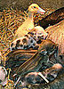 Cute Alert: Interspecies Lovin' Kicks It Up a Notch