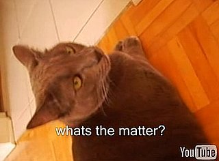 David Lynch Cat