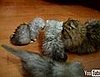 Kittens Look Like Star Trek Tribbles