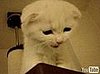 Cute Alert: Cute Squeaking Cat Wants Down!