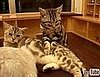 Slowest Meow-sseuse Ever