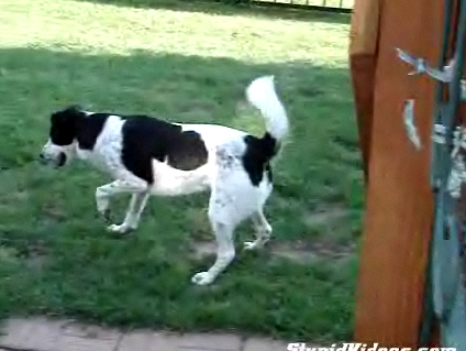 Border Collie Herds His Reflection