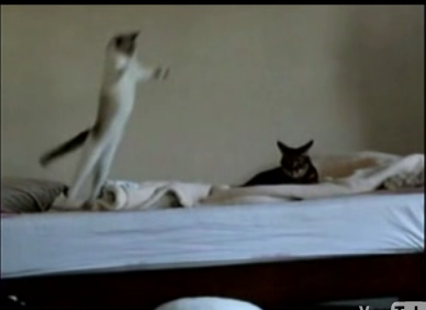 Cat Does a Matrix Leap