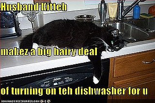 Boy Cats Are All the Same