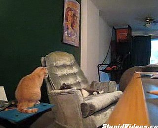Cats Fight For Chair